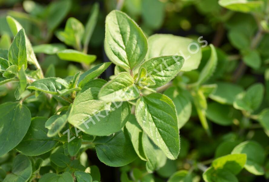 Majoránka zahradní - Origanum majorana