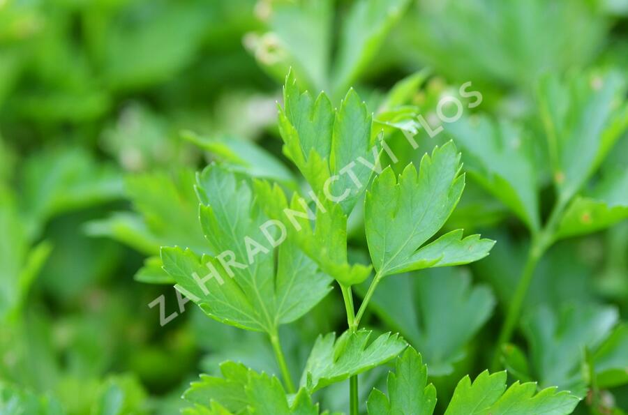 Petržel zahradní hladkolistá 'Fest' - Petroselinum crispum 'Fest'