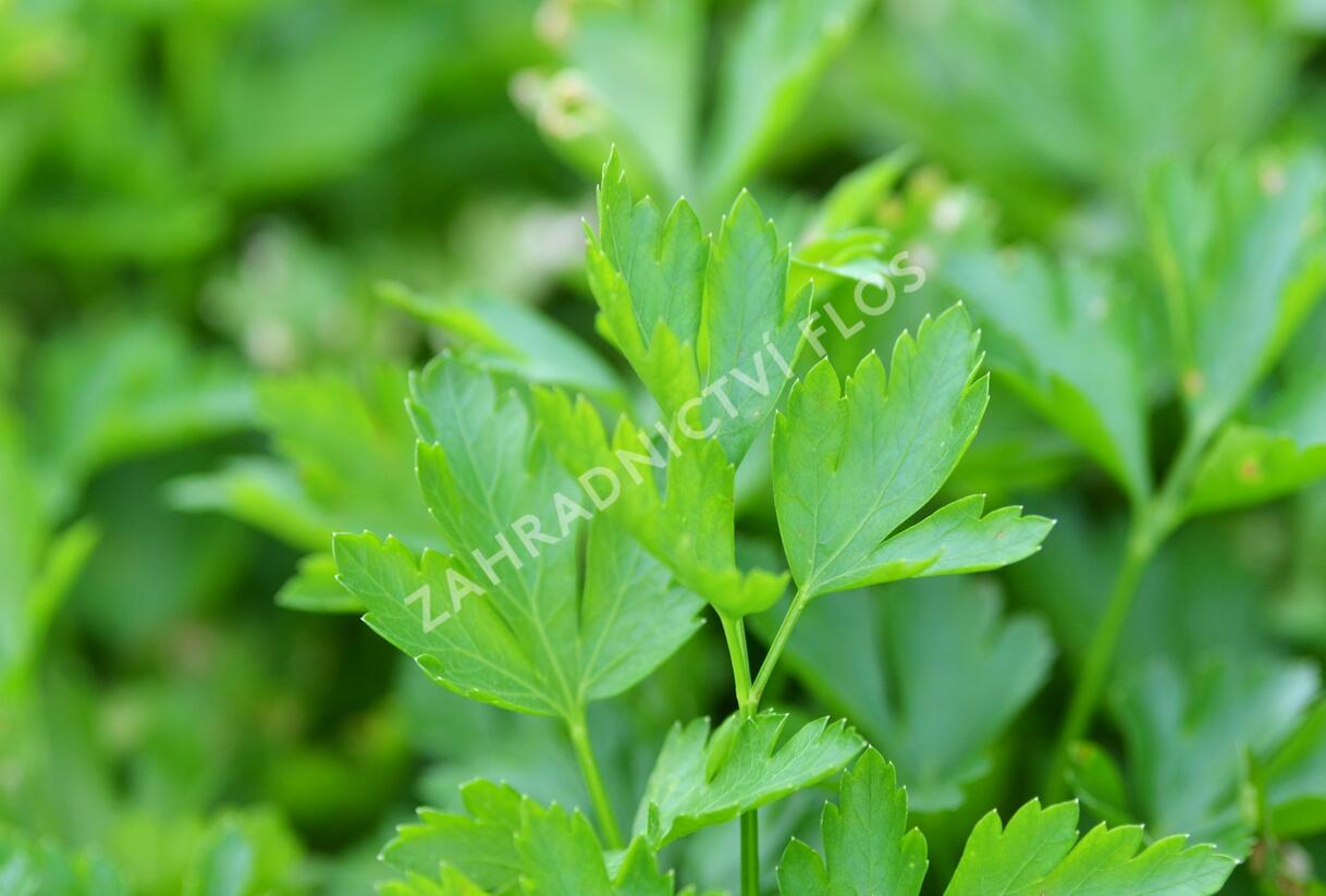 Petržel zahradní hladkolistá 'Fest' - Petroselinum crispum 'Fest'