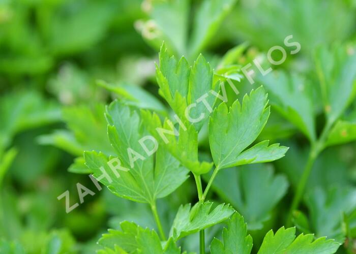 Petržel zahradní hladkolistá 'Fest' - Petroselinum crispum 'Fest'