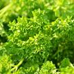 Petržel zahradní kadeřavá 'Astra' - Petroselinum crispum 'Astra'
