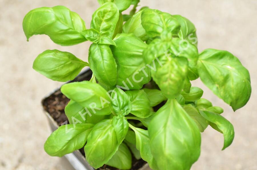 Bazalka pravá - Ocimum basilicum