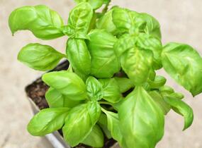 Bazalka pravá - Ocimum basilicum
