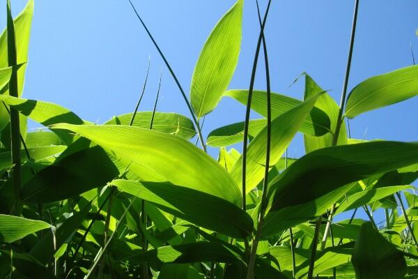 Bambus - Sasa kurilensis