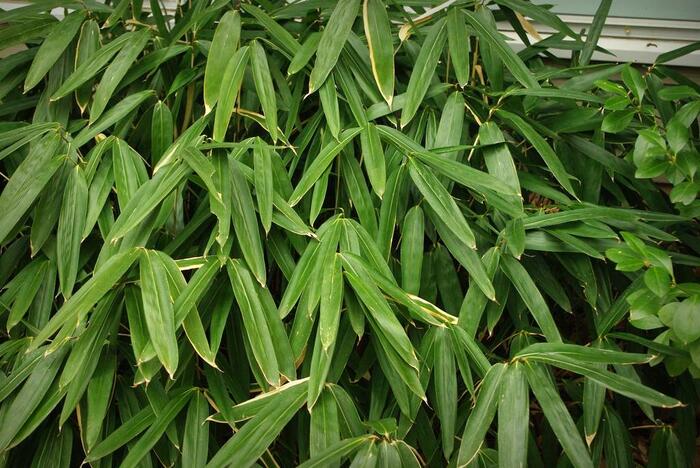 Bambus - Sasa tsuboiana