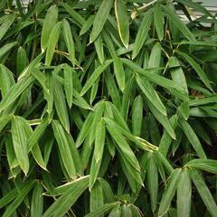 Bambus - Sasa tsuboiana