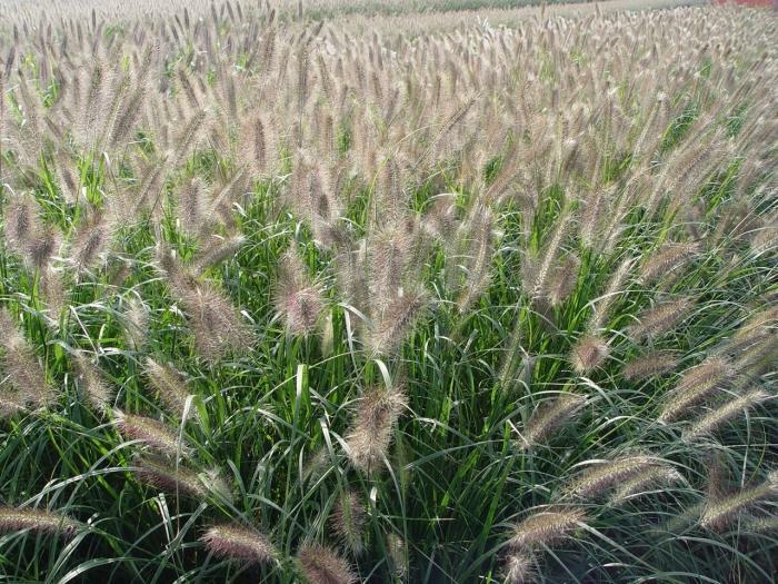 Dochan psárkovitý 'Cassian' - Pennisetum alopecuroides 'Cassian'