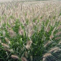 Dochan psárkovitý 'Cassian' - Pennisetum alopecuroides 'Cassian'