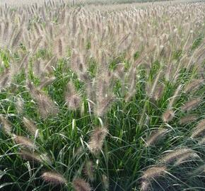 Dochan psárkovitý 'Cassian' - Pennisetum alopecuroides 'Cassian'