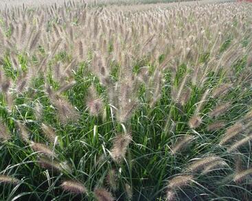 Dochan psárkovitý 'Cassian'