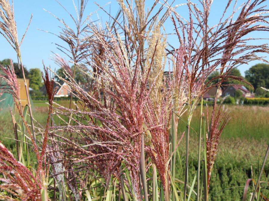 Ozdobnice čínská 'Nippon' - Miscanthus sinensis 'Nippon'