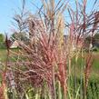 Ozdobnice čínská 'Nippon' - Miscanthus sinensis 'Nippon'