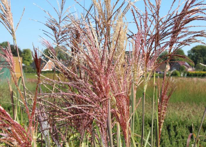 Ozdobnice čínská 'Nippon' - Miscanthus sinensis 'Nippon'