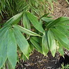 Bambus - Sasa palmata nebulosa