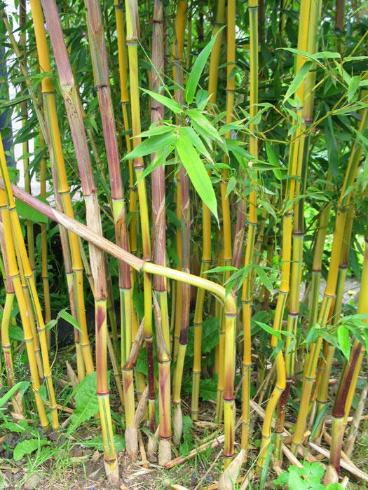 Bambus 'Spectabilis' - Phyllostachys aureosulcata 'Spectabilis'