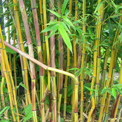 Bambus 'Spectabilis' - Phyllostachys aureosulcata 'Spectabilis'