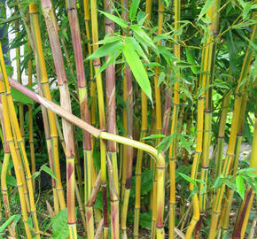 Bambus 'Spectabilis' - Phyllostachys aureosulcata 'Spectabilis'