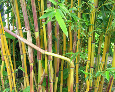 Bambus 'Spectabilis'