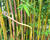 Bambus 'Spectabilis'