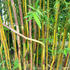 bambus-spectabilis.jpg