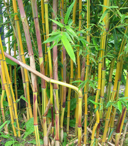 Bambus 'Spectabilis' - Phyllostachys aureosulcata 'Spectabilis'