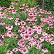 Třapatkovka nachová 'Papallo Classic Rose' - Echinacea purpurea 'Papallo Classic Rose'