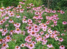 Třapatkovka nachová 'Papallo Classic Rose' - Echinacea purpurea 'Papallo Classic Rose'
