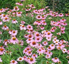 Třapatka nachová 'Papallo Classic Rose' - Echinacea purpurea 'Papallo Classic Rose'