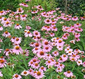 Třapatkovka nachová 'Papallo Classic Rose' - Echinacea purpurea 'Papallo Classic Rose'