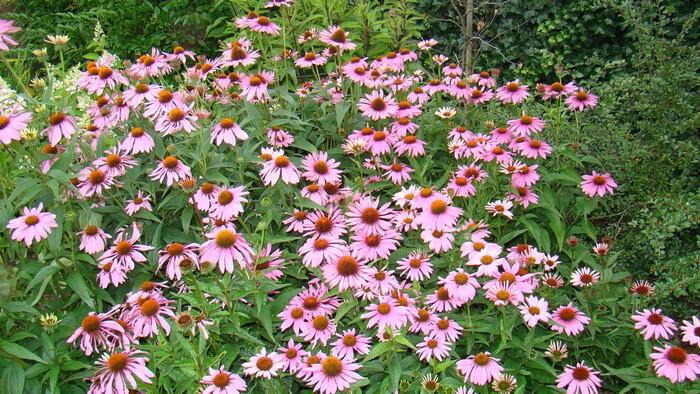 Třapatka nachová 'Papallo Classic Rose' - Echinacea purpurea 'Papallo Classic Rose'