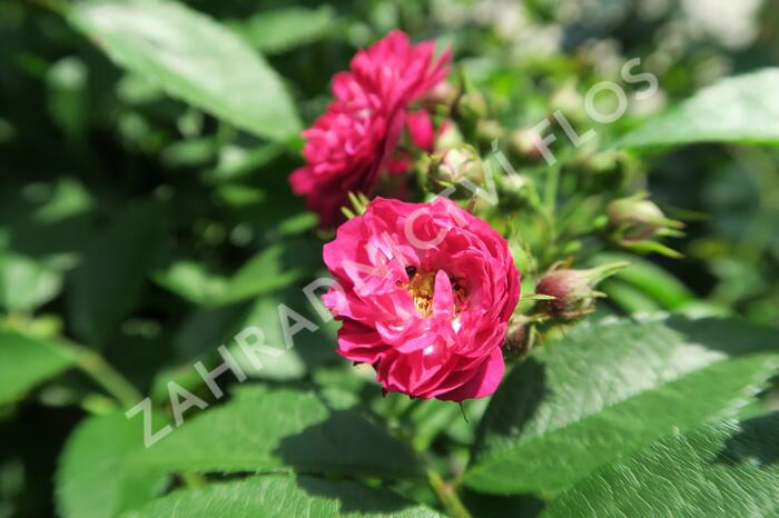 Růže pnoucí Tantau 'Perennial Blue' - Rosa PN 'Perennial Blue'