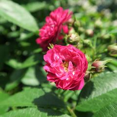 Růže pnoucí Tantau 'Perennial Blue' - Rosa PN 'Perennial Blue'