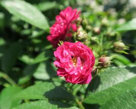 Růže pnoucí Tantau 'Perennial Blue'