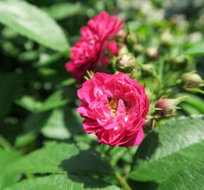 Růže pnoucí Tantau 'Perennial Blue' - Rosa PN 'Perennial Blue'