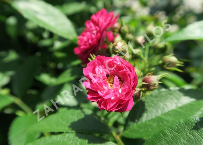 Růže pnoucí Tantau 'Perennial Blue' - Rosa PN 'Perennial Blue'