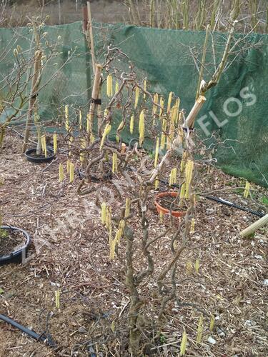 Líska obecná 'Contorta' - Corylus avellana 'Contorta'