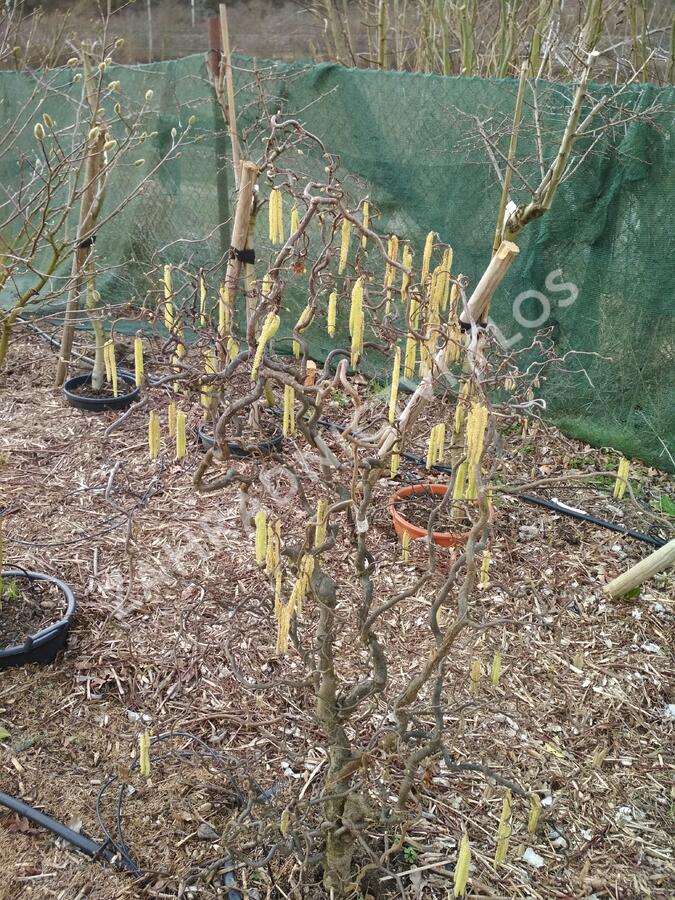 Líska obecná 'Contorta' - Corylus avellana 'Contorta'