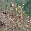 Líska obecná 'Contorta' - Corylus avellana 'Contorta'