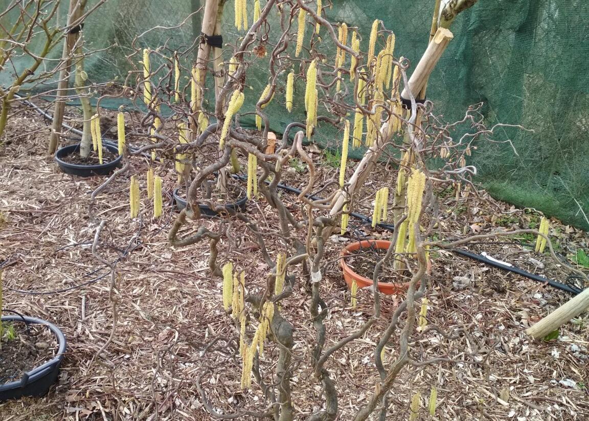 Líska obecná 'Contorta' - Corylus avellana 'Contorta'