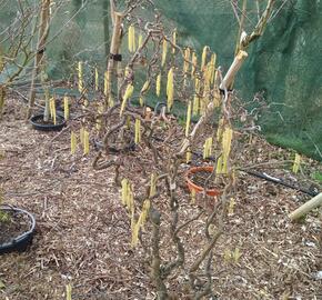 Líska obecná 'Contorta' - Corylus avellana 'Contorta'