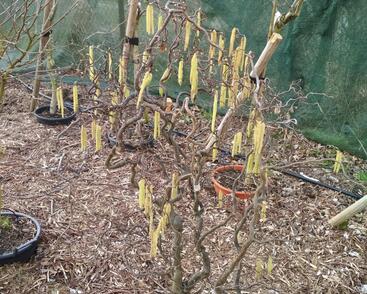 Líska obecná 'Contorta'