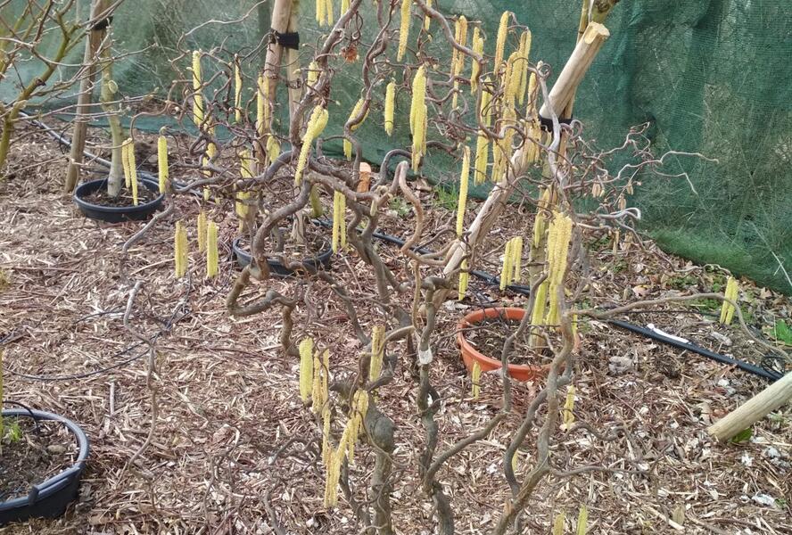 Líska obecná 'Contorta' - Corylus avellana 'Contorta'