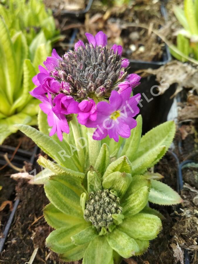 Prvosenka zoubkatá 'Rubin Auslese' - Primula denticulata 'Rubin Auslese'