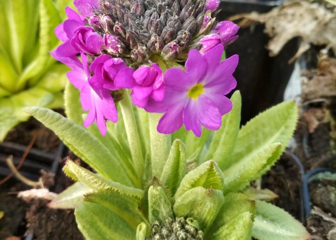 Prvosenka zoubkatá 'Rubin Auslese' - Primula denticulata 'Rubin Auslese'