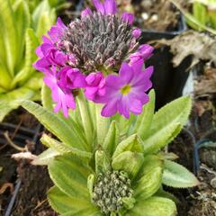 Prvosenka zoubkatá 'Rubin Auslese' - Primula denticulata 'Rubin Auslese'