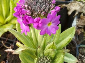 Prvosenka zoubkatá 'Rubin Auslese' - Primula denticulata 'Rubin Auslese'