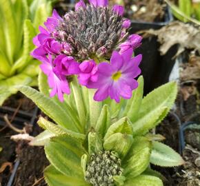 Prvosenka zoubkatá 'Rubin Auslese' - Primula denticulata 'Rubin Auslese'