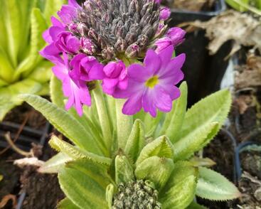 Prvosenka zoubkatá 'Rubin Auslese'