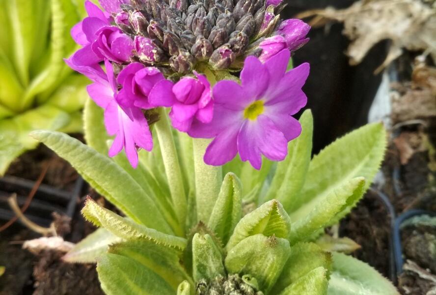 Prvosenka zoubkatá 'Rubin Auslese' - Primula denticulata 'Rubin Auslese'