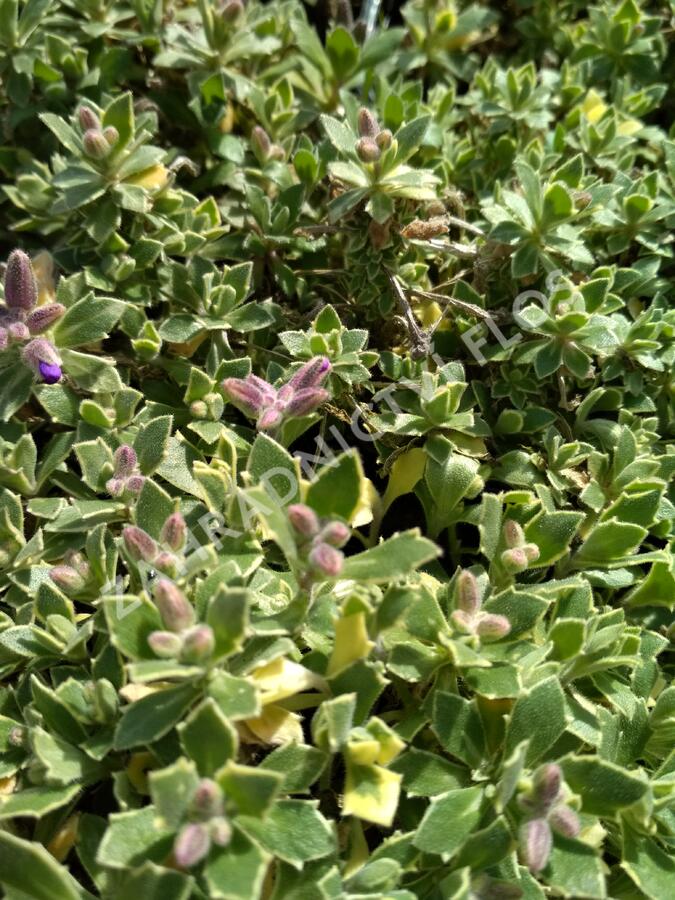 Tařička kosníkovitá 'Albovariegata' - Aubrieta deltoides 'Albovariegata'